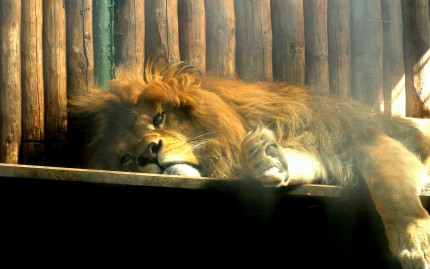 ZOO Bojnice