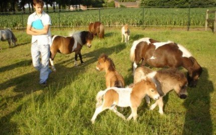 Minifarma